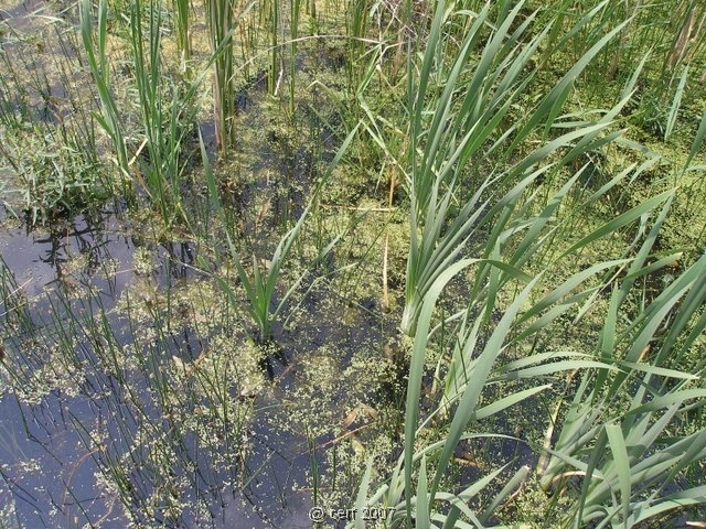 2007 05 Séjour en Brenne 024